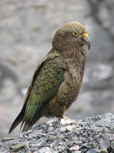KEA .
